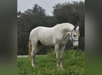 Lusitanohäst, Valack, 7 år, 157 cm, Grå