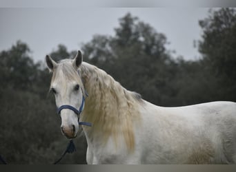 Lusitanohäst, Valack, 7 år, 157 cm, Grå