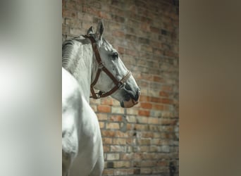 Lusitanohäst, Valack, 7 år, 159 cm, Grå