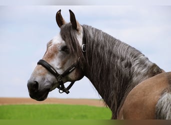 Lusitanohäst, Valack, 7 år, 160 cm, Grå-mörk-brun