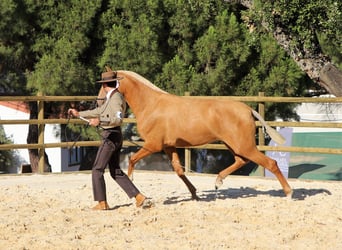 Lusitanohäst, Valack, 7 år, 163 cm, Palomino