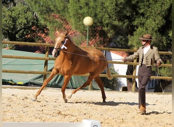 Lusitanohäst, Valack, 7 år, 163 cm, Palomino
