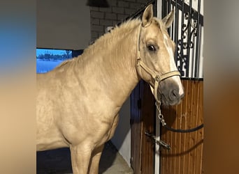 Lusitanohäst Blandning, Valack, 8 år, 156 cm, Palomino