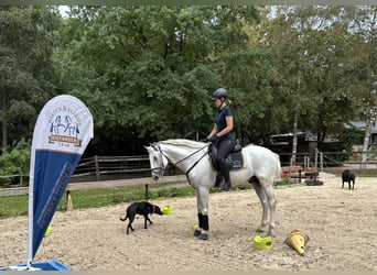 Lusitanohäst, Valack, 8 år, 160 cm, Grå
