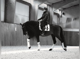 Lusitanohäst, Valack, 8 år, 166 cm, Svart