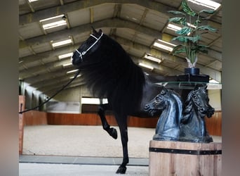 Lusitanohäst, Valack, 8 år, 166 cm, Svart