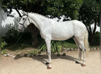 Lusitanohäst, Valack, 8 år, 168 cm, Grå
