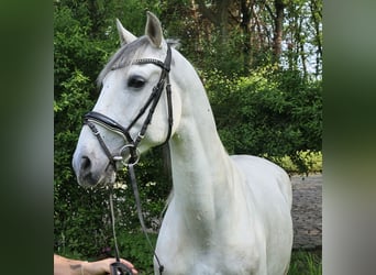 Lusitanohäst, Valack, 9 år, 155 cm, Gråskimmel