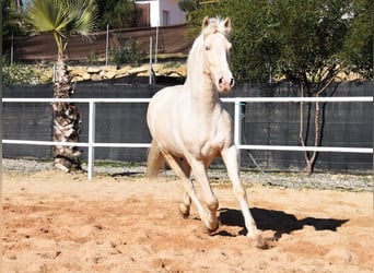 Lusitanohäst, Valack, 9 år, 161 cm, Cremello