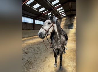Lusitanos, Caballo castrado, 10 años, 151 cm, Tordo rodado
