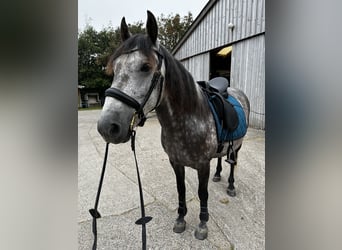Lusitanos, Caballo castrado, 10 años, 151 cm, Tordo rodado