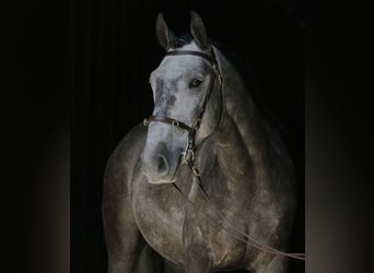 Lusitanos, Caballo castrado, 10 años, 151 cm, Tordo rodado