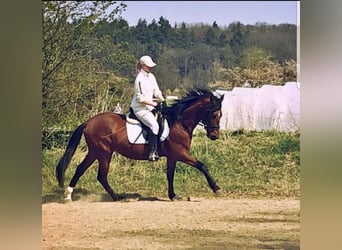 Lusitanos, Caballo castrado, 10 años, 155 cm, Castaño
