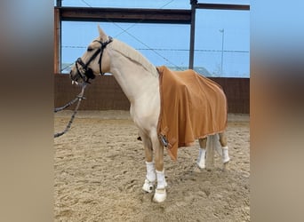 Lusitanos, Caballo castrado, 10 años, 155 cm, Palomino