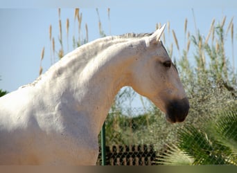 Lusitanos, Caballo castrado, 10 años, 155 cm, Tordo