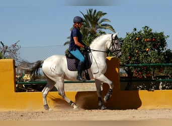 Lusitanos, Caballo castrado, 10 años, 155 cm, Tordo