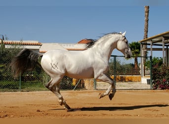 Lusitanos, Caballo castrado, 10 años, 155 cm, Tordo