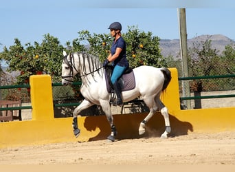 Lusitanos, Caballo castrado, 10 años, 155 cm, Tordo