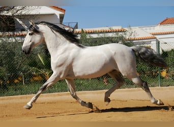 Lusitanos, Caballo castrado, 10 años, 155 cm, Tordo