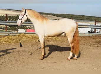 Lusitanos, Caballo castrado, 10 años, 158 cm, Perlino