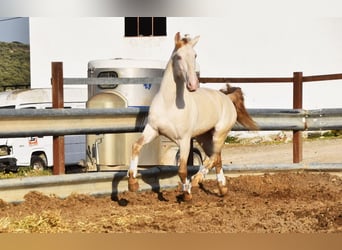 Lusitanos, Caballo castrado, 10 años, 158 cm, Perlino