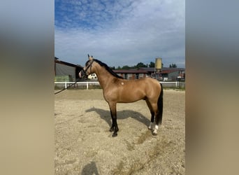 Lusitanos Mestizo, Caballo castrado, 10 años, 160 cm, Bayo