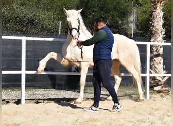 Lusitanos, Caballo castrado, 10 años, 161 cm, Cremello