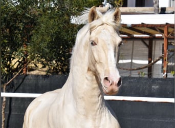 Lusitanos, Caballo castrado, 10 años, 161 cm, Cremello