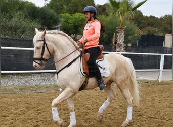 Lusitanos, Caballo castrado, 10 años, 161 cm, Cremello