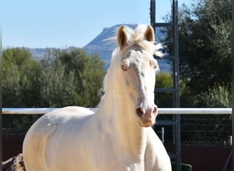 Lusitanos, Caballo castrado, 10 años, 161 cm, Cremello