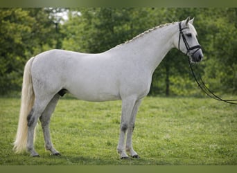 Lusitanos, Caballo castrado, 10 años, 164 cm, Tordo