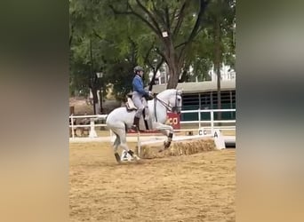 Lusitanos, Caballo castrado, 10 años, 164 cm, Tordo