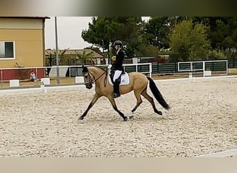 Lusitanos, Caballo castrado, 10 años, 165 cm, Buckskin/Bayo