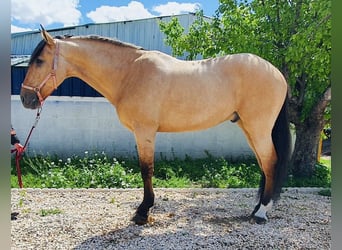 Lusitanos, Caballo castrado, 10 años, 165 cm, Buckskin/Bayo