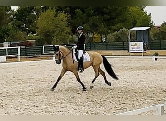 Lusitanos, Caballo castrado, 10 años, 165 cm, Buckskin/Bayo