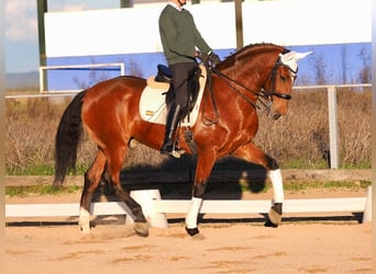 Lusitanos, Caballo castrado, 10 años, 165 cm, Castaño rojizo