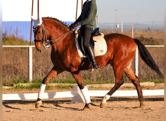 Lusitanos, Caballo castrado, 10 años, 165 cm, Castaño rojizo