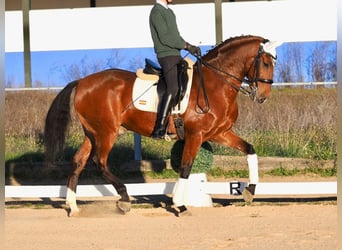 Lusitanos, Caballo castrado, 10 años, 165 cm, Castaño rojizo