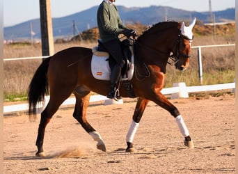 Lusitanos, Caballo castrado, 10 años, 165 cm, Castaño rojizo