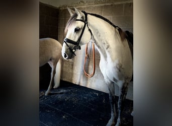 Lusitanos, Caballo castrado, 10 años, 165 cm, Tordo