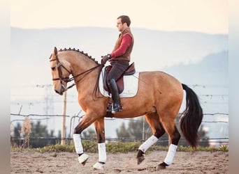 Lusitanos, Caballo castrado, 10 años, 167 cm, Bayo