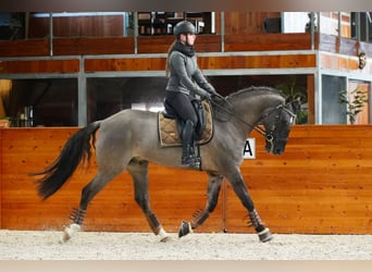 Lusitanos Mestizo, Caballo castrado, 10 años, 167 cm, Grullo