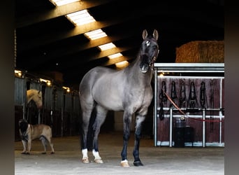 Lusitanos Mestizo, Caballo castrado, 10 años, 167 cm, Grullo