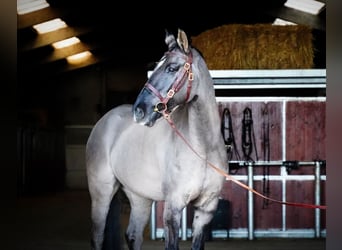 Lusitanos Mestizo, Caballo castrado, 10 años, 167 cm, Grullo