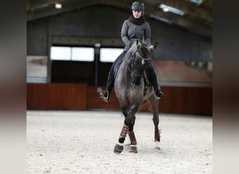 Lusitanos Mestizo, Caballo castrado, 10 años, 167 cm, Grullo