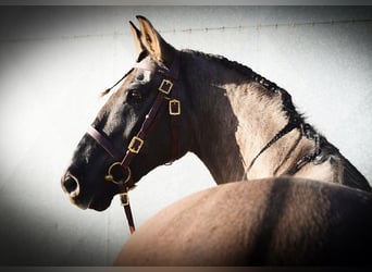 Lusitanos Mestizo, Caballo castrado, 10 años, 167 cm, Grullo