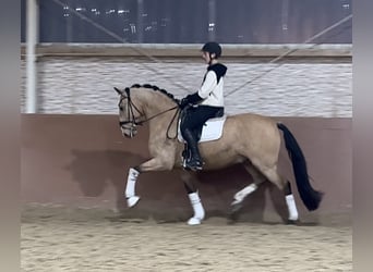 Lusitanos, Caballo castrado, 10 años, 168 cm, Buckskin/Bayo
