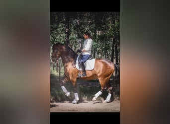 Lusitanos, Caballo castrado, 10 años, 168 cm, Castaño oscuro