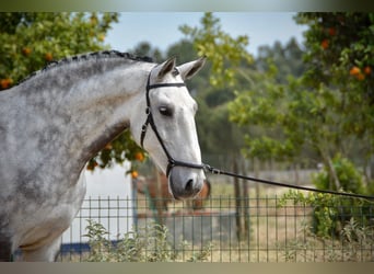 Lusitanos, Caballo castrado, 10 años, 168 cm, Tordo rodado