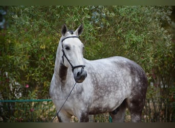 Lusitanos, Caballo castrado, 10 años, 168 cm, Tordo rodado